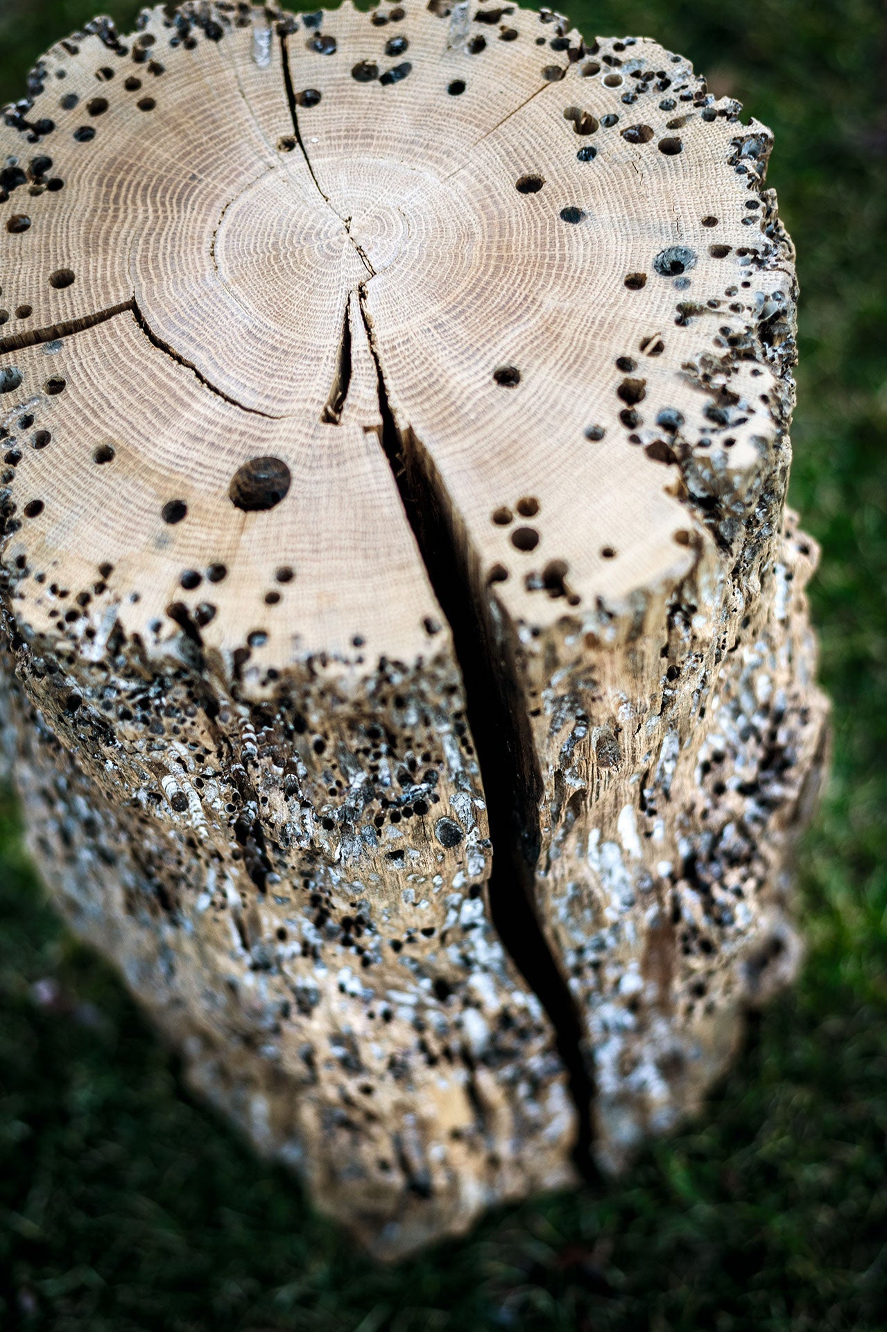 Sgabello Bricola Venezia Stool by Riva 1920